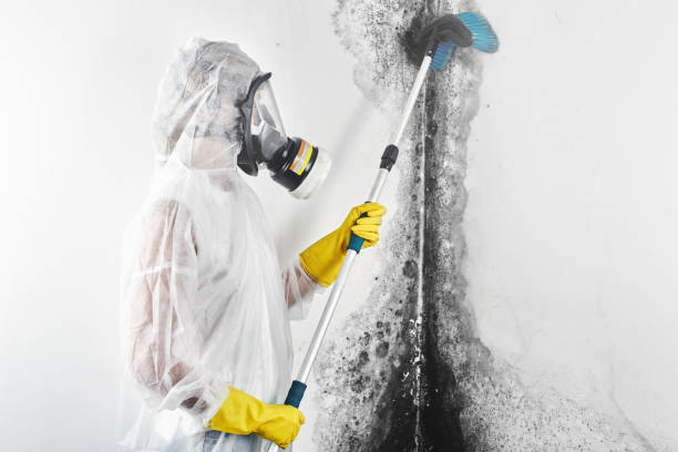 Best HVAC Mold Inspection and Cleaning  in Bemiss, GA