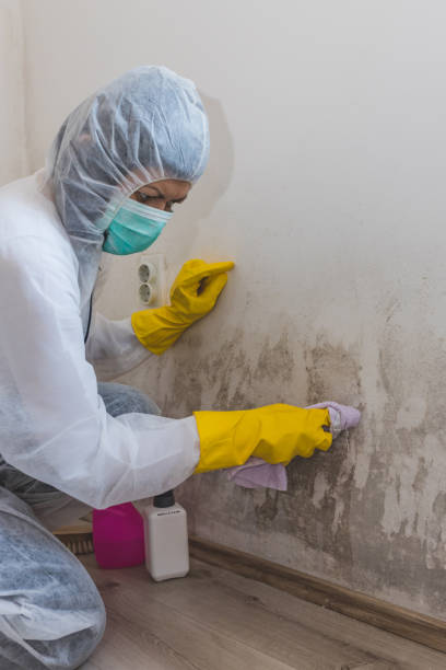 Best Commercial Mold Inspection  in Bemiss, GA