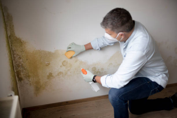 Best Mold Damage Restoration  in Bemiss, GA
