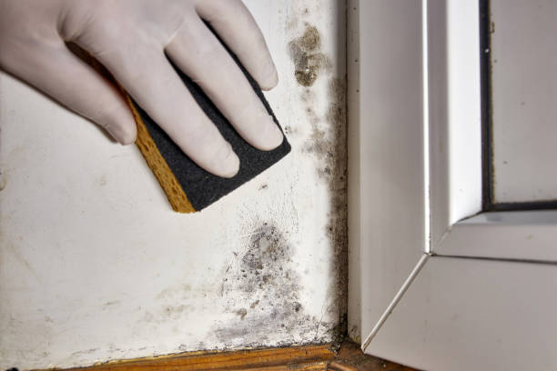 Best Water Damage & Mold Remediation  in Bemiss, GA